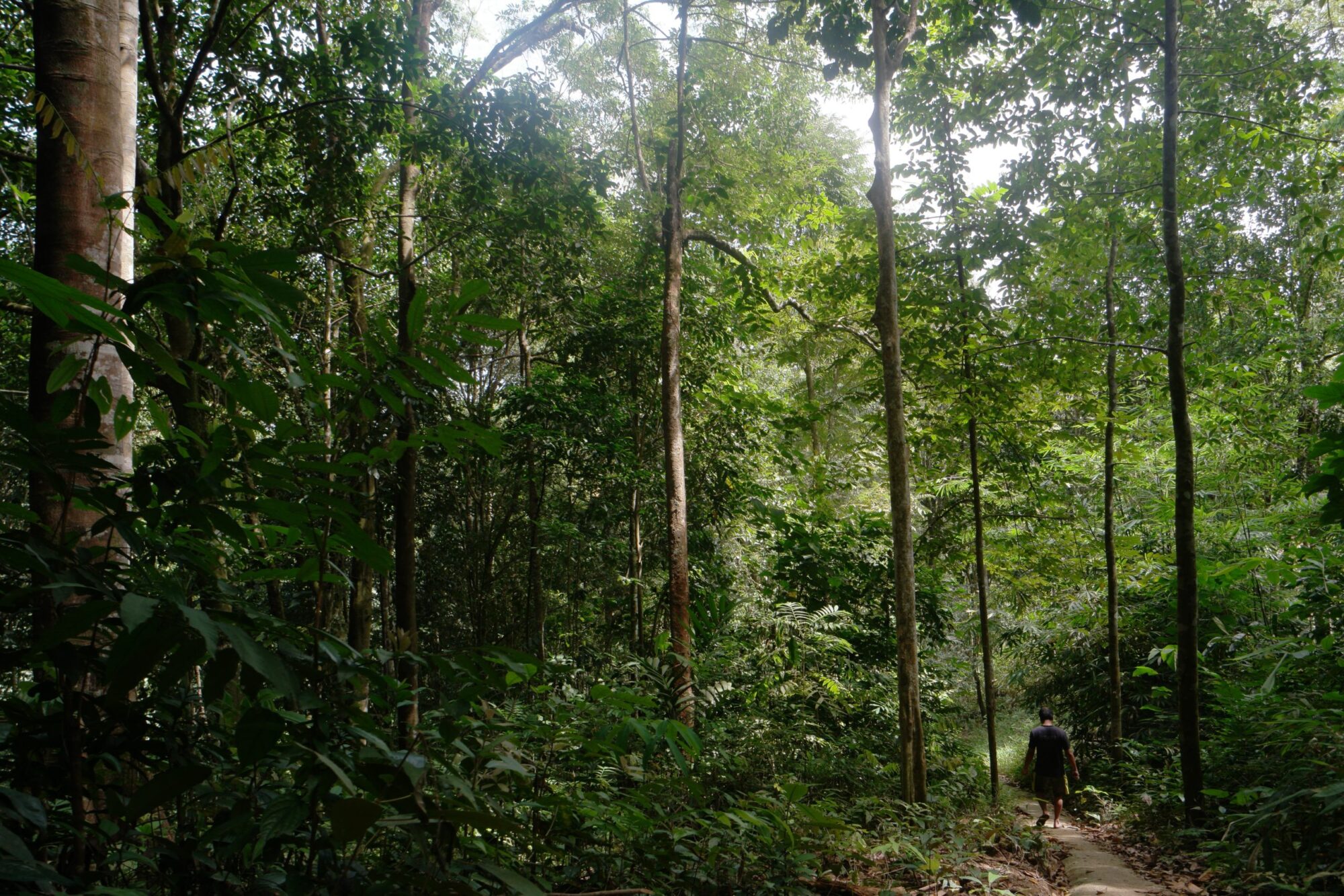 Kabun buah yang dimiliki secara komunal di Balai Adat Malaris, Hulu Sungai Selatan